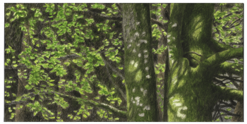 Le feuillage du hêtre est sublimé par la lumière printanière. Le feuillage du hêtre est sublimé par la lumière printanière.