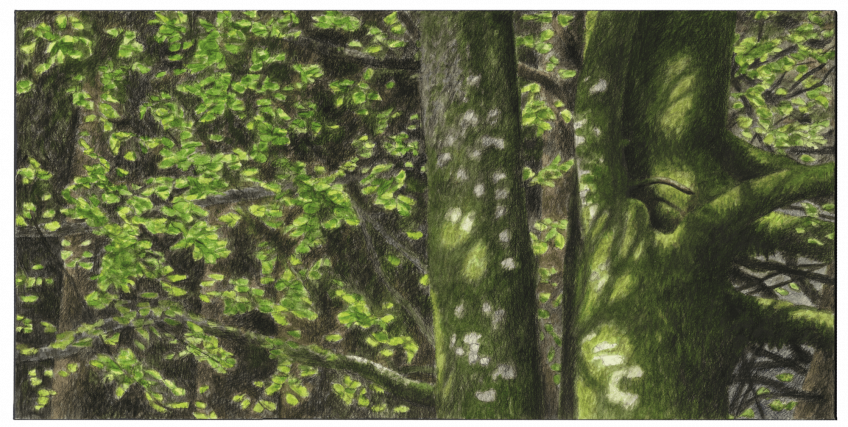 Hêtre arbre éternel