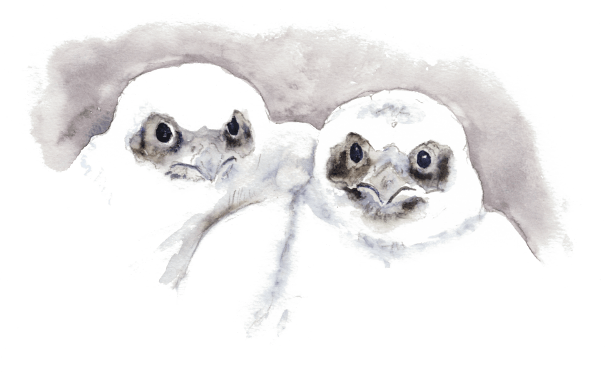 Le faucon des gargouilles