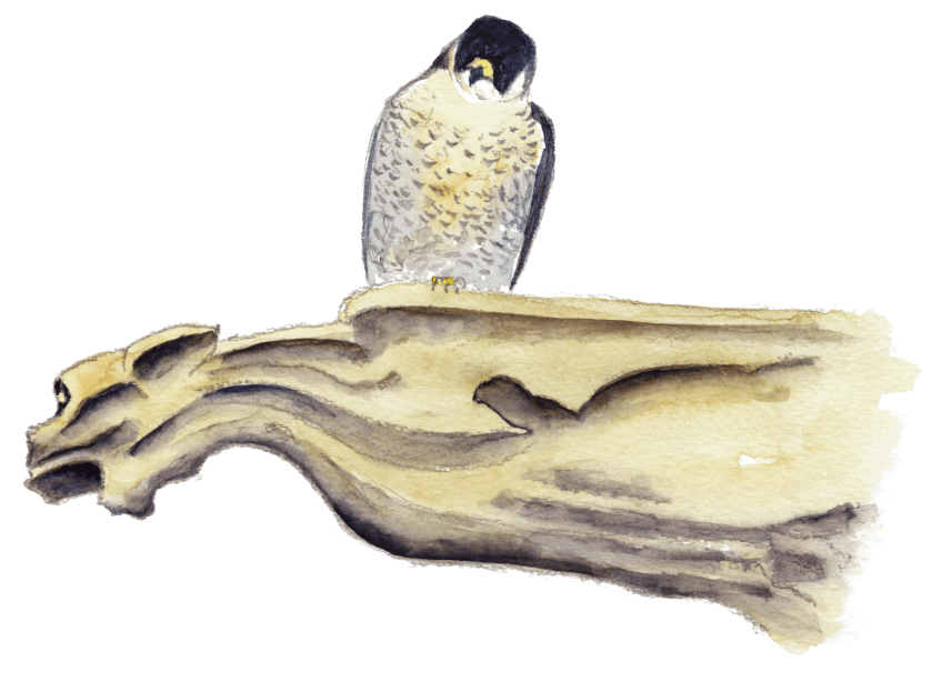 Le faucon des gargouilles