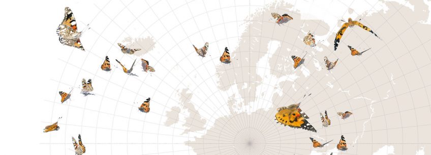 Le grand voyage des papillons belles-dames