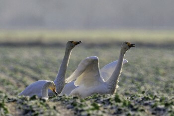 Le lac du Der accueille parfois plus de 50 cygnes chanteurs. / © Fabrice Cahez