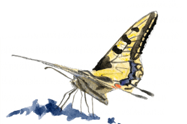 Le magnifique machaon est un très bon voilier. Il choisit souvent les ombellifères pour pondre. L’hiver, il survit sous forme de chrysalide. Les bonnes années démographiques, il peut migrer pour agrandir temporairement son aire de répartition. / © Sylvain Leparoux