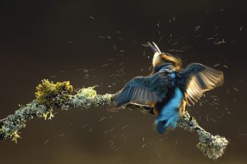 Le martin-pêcheur passe beaucoup de temps à se toiletter. Un geste vital pour l'étanchéité de son plumage.