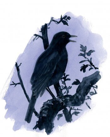 Le merle noir, excellent chanteur comme chaque turdidé qui se respecte Quand résonne le chant du merle noir