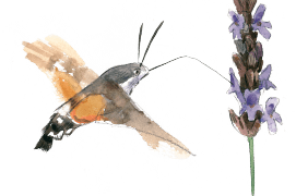 Le moro-sphinx est un papillon de nuit également diurne qui pond principalement sur les gaillets. Grand migrateur, il réussit à passer l’hiver de plus en plus au nord grâce au changement climatique. / © Sylvain Leparoux