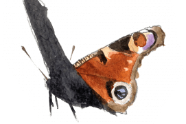 Le paon de jour pond surtout sur les orties dans les endroits frais ou humides. Migrateur occasionnel, il peut aussi hiverner adulte dans un trou d’arbre ou une maison. / © Sylvain Leparoux