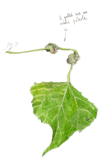 Le petit peuple du peuplier