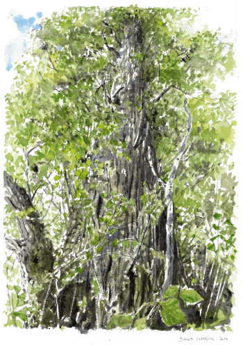 Peuplier noir Le petit peuple du peuplier