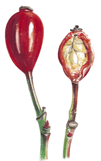Le réceptacle charnu du cynorrhodon renferme de nombreux fruits poilus qui lui valent son nom de gratte-cul. Un cocktail de vitamines au cynorhodon pour passer l'hiver