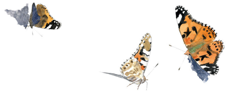 Osez la chasse aux papillons