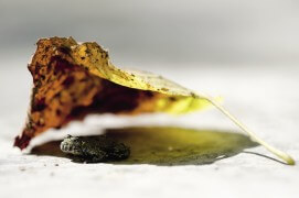 Le sonneur à ventre jaune est vulnérable. Qu'est-ce qui peut menacer un habitant des flaques ? La disparition des habitats naturels, sûrement. Le climat changeant, c'est probable. Mais surtout, le crapaud ne survit qu'en se déplaçant de gouille en gouille, colonisant de nouveaux petits horizons entre prairies et forêts. Un comportement de pionnier qui assure sa diversité génétique. Pour lui, les corridors biologiques, c'est une question de vie ou de mort. / © Jérôme Pruniaux