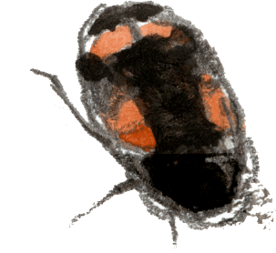 Le sphaeridium, coléptère de la famille des hydrophilidés, adore barboter dans les bouses fraîches. / © Denis Clavreul