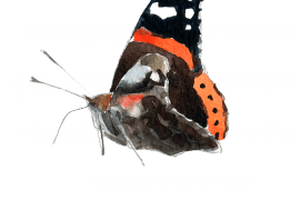 Le vulcain pond sur les touffes d’orties au soleil. C’est un grand migrateur qui atteint en automne l’Afrique du Nord. Si l’hiver est clément, il survit aussi chez nous et vole lors des redoux. / © Sylvain Leparoux