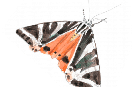 Les papillons sont de retour dans le jardin / © Sylvain Leparoux