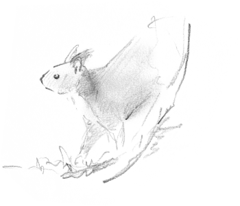 « L'écureuil descend du tronc et hésite. » / © Yves Fagniart