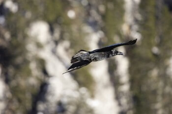 Les allées et venues du grand corbeau sur le versant de la montagne laissent supposer la présence d’un cadavre… peut-être une proie du félin? / © Didier Pépin
