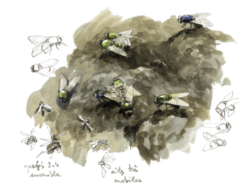 Les callyphoridées pondent dans une bouse tant qu'elle n'est pas sèche. / © Denis Clavreul