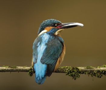 Les couleurs du martin-pêcheur nous rappellent son origine tropicale.