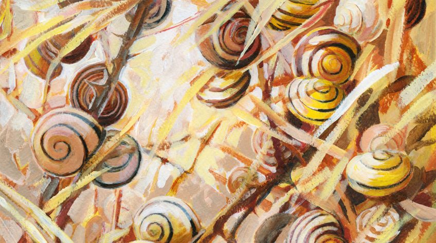 Le soleil est l'ennemi principal de l'escargot