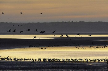 Les fameux levers et couchers de grues cendrées
sont des expériences visuelles et sonores uniques. / © Fabrice Cahez