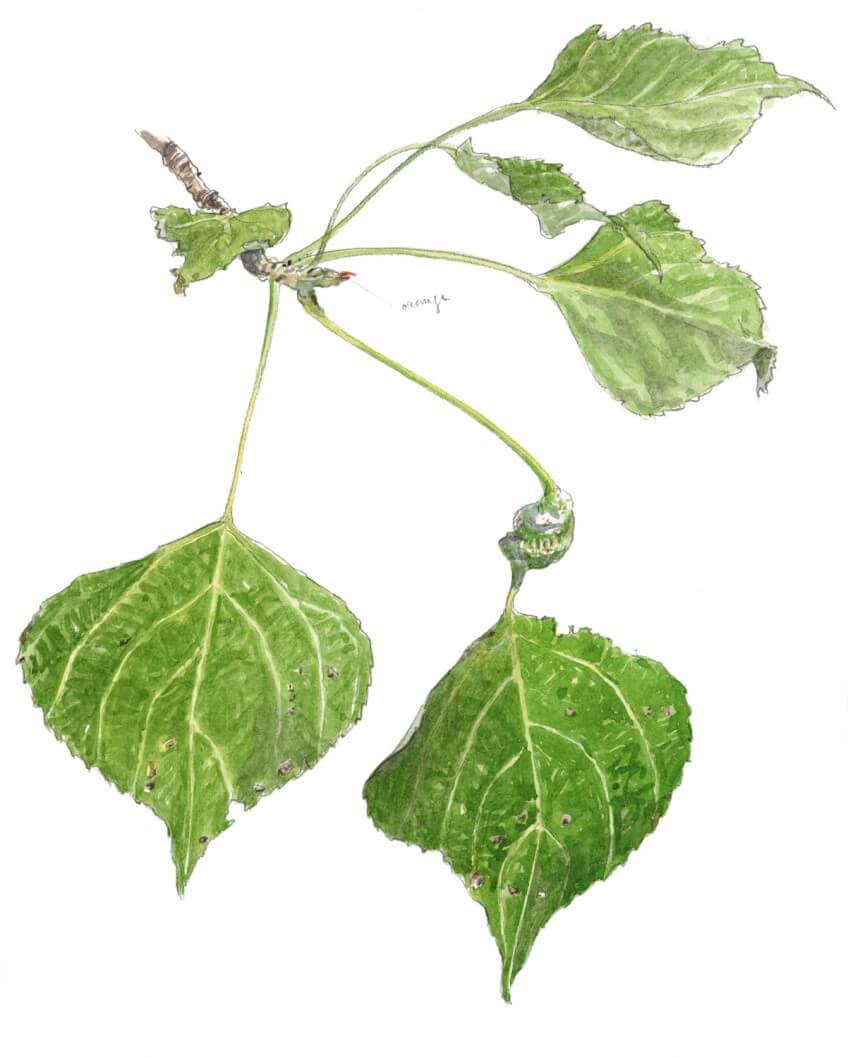 Les feuilles du peuplier noir ont une forme triangulaire-ovale reconnaissable. Le petit peuple du peuplier