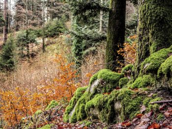 Les forêts du canton de Neuchâtel sont réputées pour leur gestion jardinée où se mélangent des arbres de tous les âges.