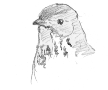 Les grives litornes se régalent des fruits sucrés qui faisaient défaut à leurs quartiers montagnards. / © Yves Fagniart