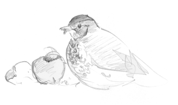 Les grives litornes se régalent des fruits sucrés qui faisaient défaut à leurs quartiers montagnards. / © Yves Fagniart