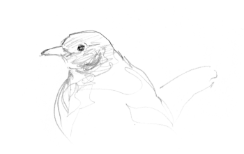 Les grives litornes se régalent des fruits sucrés qui faisaient défaut à leurs quartiers montagnards. / © Yves Fagniart