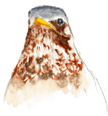 Les grives litornes se régalent des fruits sucrés qui faisaient défaut à leurs quartiers montagnards. / © Yves Fagniart