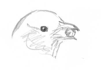 Les grives litornes se régalent des fruits sucrés qui faisaient défaut à leurs quartiers montagnards. / © Yves Fagniart