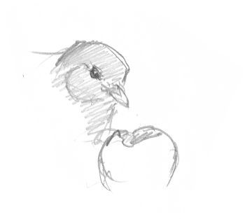 Les grives litornes se régalent des fruits sucrés qui faisaient défaut à leurs quartiers montagnards. / © Yves Fagniart