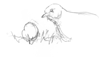 Les grives litornes se régalent des fruits sucrés qui faisaient défaut à leurs quartiers montagnards. / © Yves Fagniart