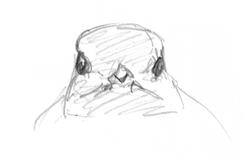 Les grives litornes se régalent des fruits sucrés qui faisaient défaut à leurs quartiers montagnards. / © Yves Fagniart