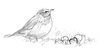 Les grives litornes se régalent des fruits sucrés qui faisaient défaut à leurs quartiers montagnards. / © Yves Fagniart