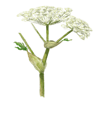 Les inflorescences de la berce commune peuvent aussi se manger, cuites à la vapeur. Recette de gratin dauphinois à la berce commune