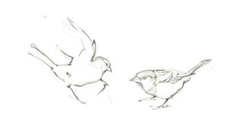 Les moineaux se chamaillent / © Federico Gemma