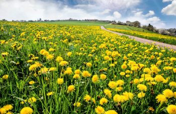 Les pissenlits attestent que cette prairie est grasse. Les pissenlits attestent que cette prairie est grasse.