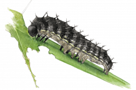 Les six vraies pattes écailleuses et articulées des chenilles sont situées sur la partie thoracique, juste en arrière de la tête. L’abdomen compte quatre paires de fausses pattes membraneuses qui n’agissent que comme supports. A l’arrière, la chenille repose enfin sur deux fausses pattes anales. / © Sylvain Leparoux