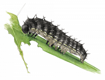 Les six vraies pattes écailleuses et articulées des chenilles sont situées sur la partie thoracique, juste en arrière de la tête. L’abdomen compte quatre paires de fausses pattes membraneuses qui n’agissent que comme supports. A l’arrière, la chenille repose enfin sur deux fausses pattes anales. Les six vraies pattes écailleuses et articulées des chenilles sont situées sur la partie thoracique, juste en arrière de la tête. L’abdomen compte quatre paires de fausses pattes membraneuses qui n’agissent que comme supports. A l’arrière, la chenille repose enfin sur deux fausses pattes anales.