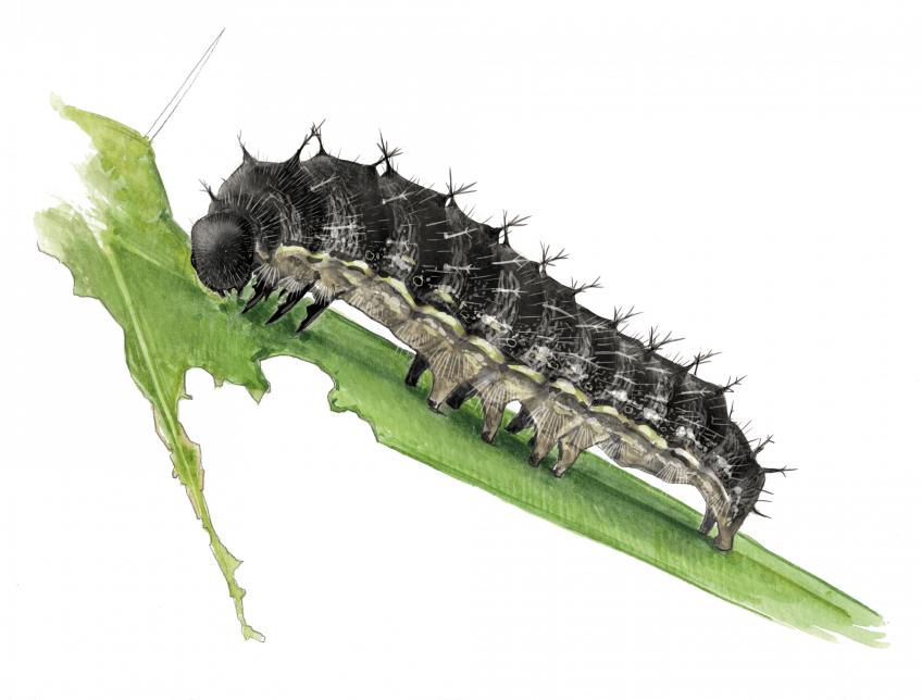 Naissance d'une vanesse, le papillon belle-dame