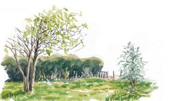 Les vanesses sont enfin arrivées dans le jardin !