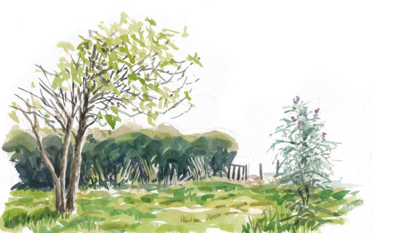 Les papillons sont de retour dans le jardin