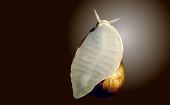 L'escargot avance par d'imperceptibles vagues propagées à travers son muscle locomoteur afin de rester collé à son support.