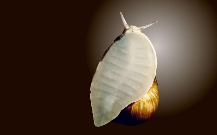 L'escargot marche sur un pied