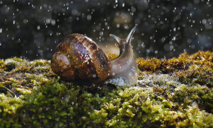 L'escargot dans toute sa beauté L'escargot, un alien au jardin