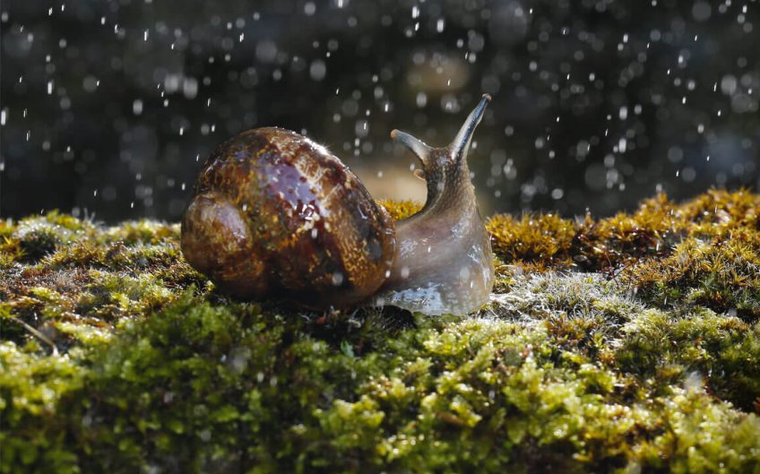 L'escargot, un alien au jardin