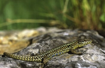 Lézard des murailles planter une haie