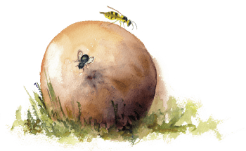 La nature a rendez-vous dans le verger